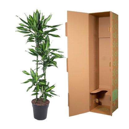 Dracaena Cintho - 150 cm - Forestbloom