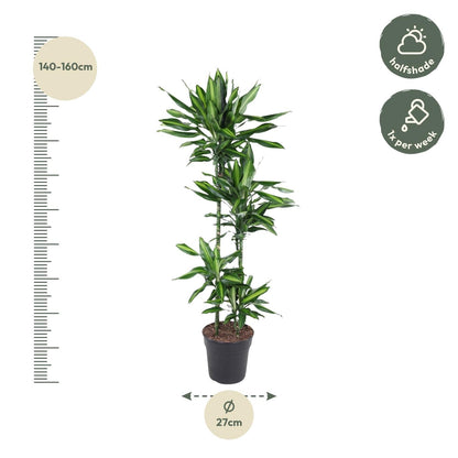 Dracaena Cintho - 150 cm - Forestbloom