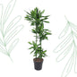 Dracaena Cintho - 150 cm - Forestbloom