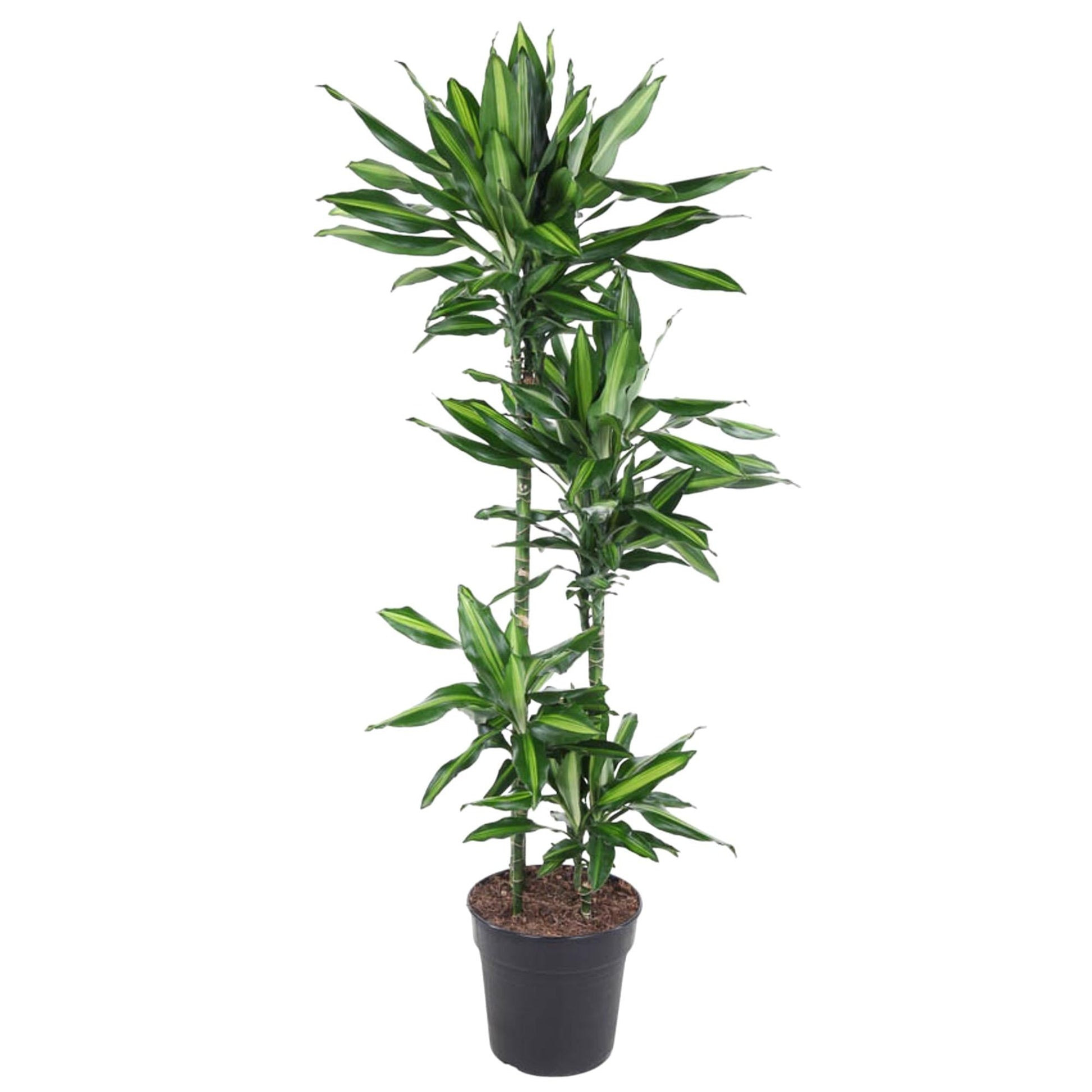 Dracaena Cintho - 150 cm - Forestbloom