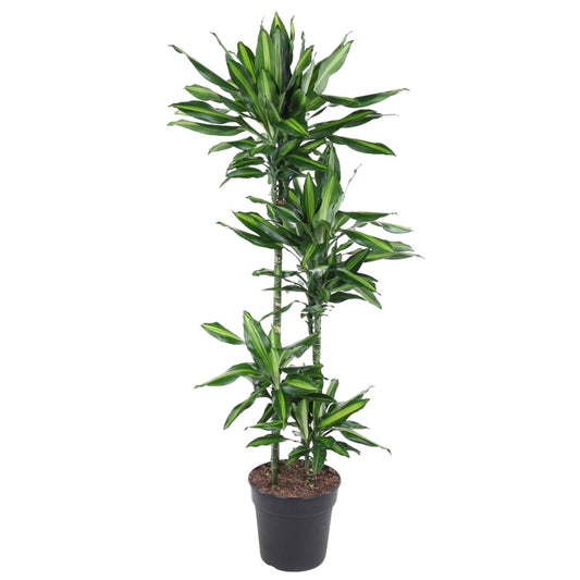 Dracaena Cintho - 150 cm - Forestbloom