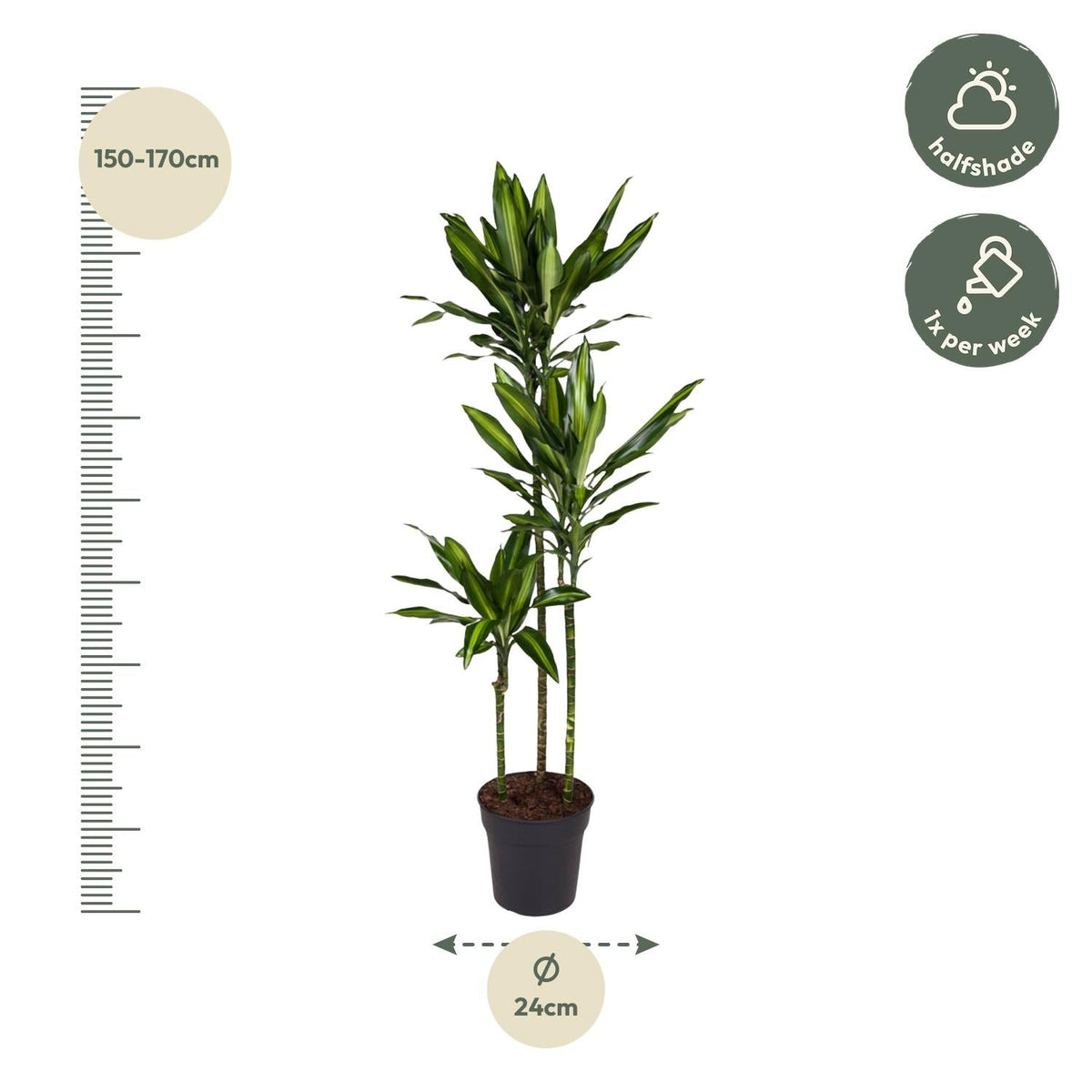 Dracaena Cintho - 160 cm - Forestbloom