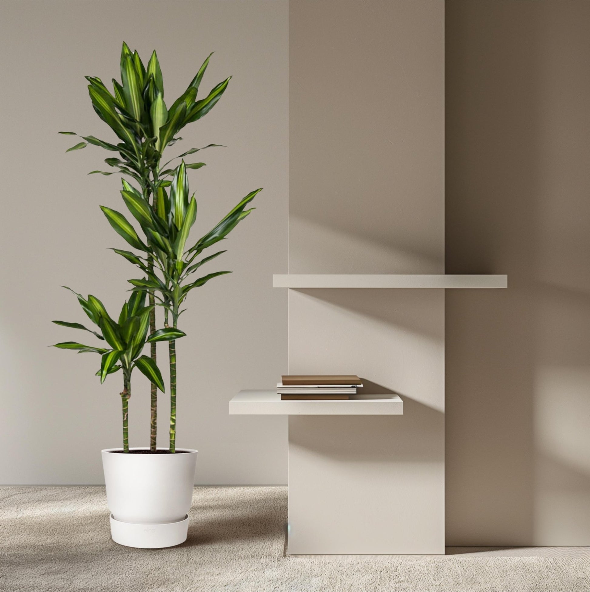 Dracaena Cintho - 160 cm - Forestbloom