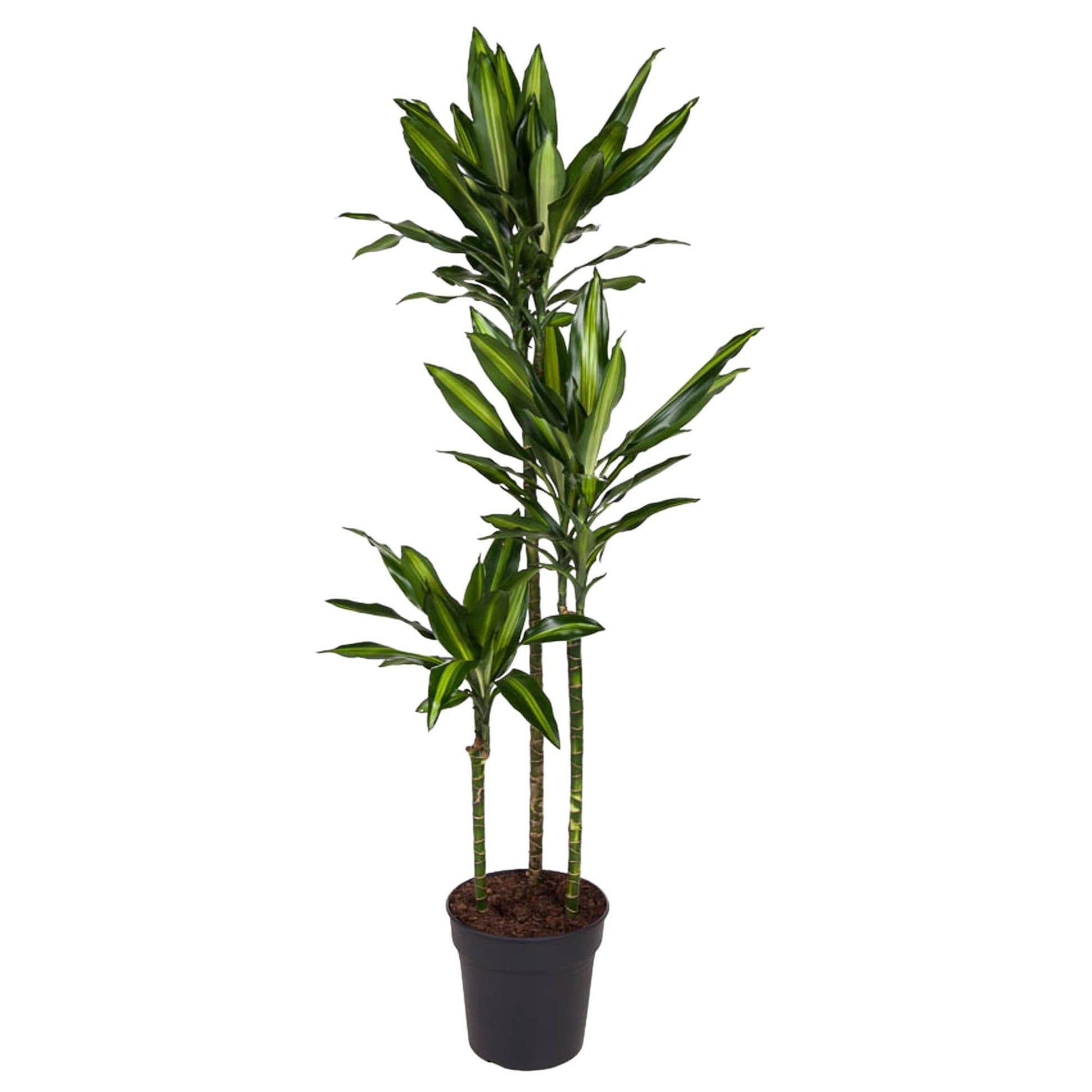 Dracaena Cintho - 160 cm - Forestbloom