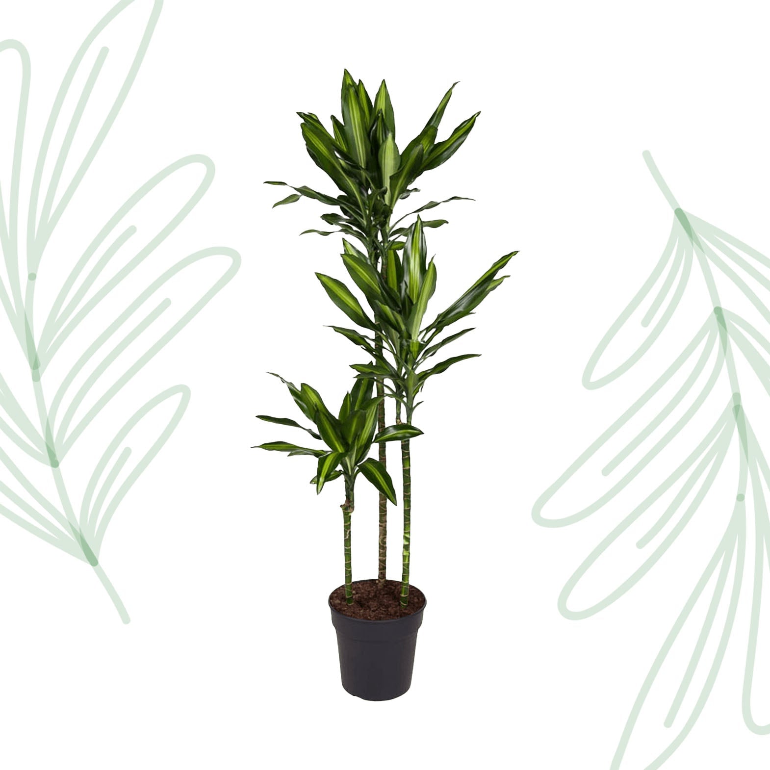 Dracaena Cintho - 160 cm - Forestbloom