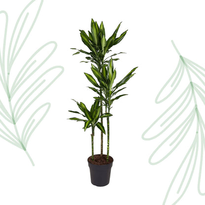 Dracaena Cintho - 160 cm - Forestbloom