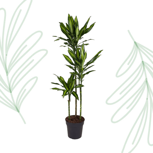 Dracaena Cintho - 160 cm - Forestbloom