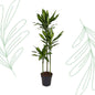 Dracaena Cintho - 160 cm - Forestbloom