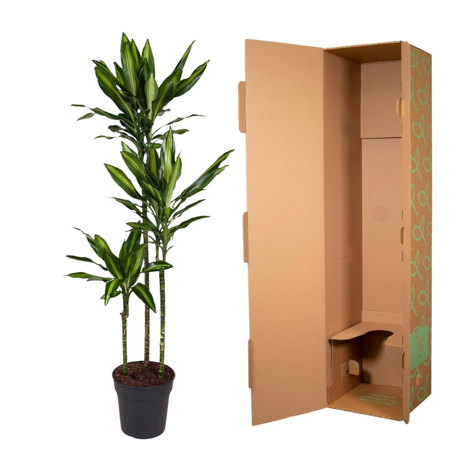 Dracaena Cintho - 160 cm - Forestbloom