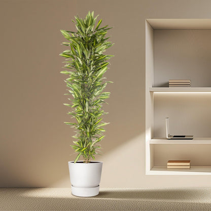 Dracaena Cintho vertakt - 210 cm - Forestbloom