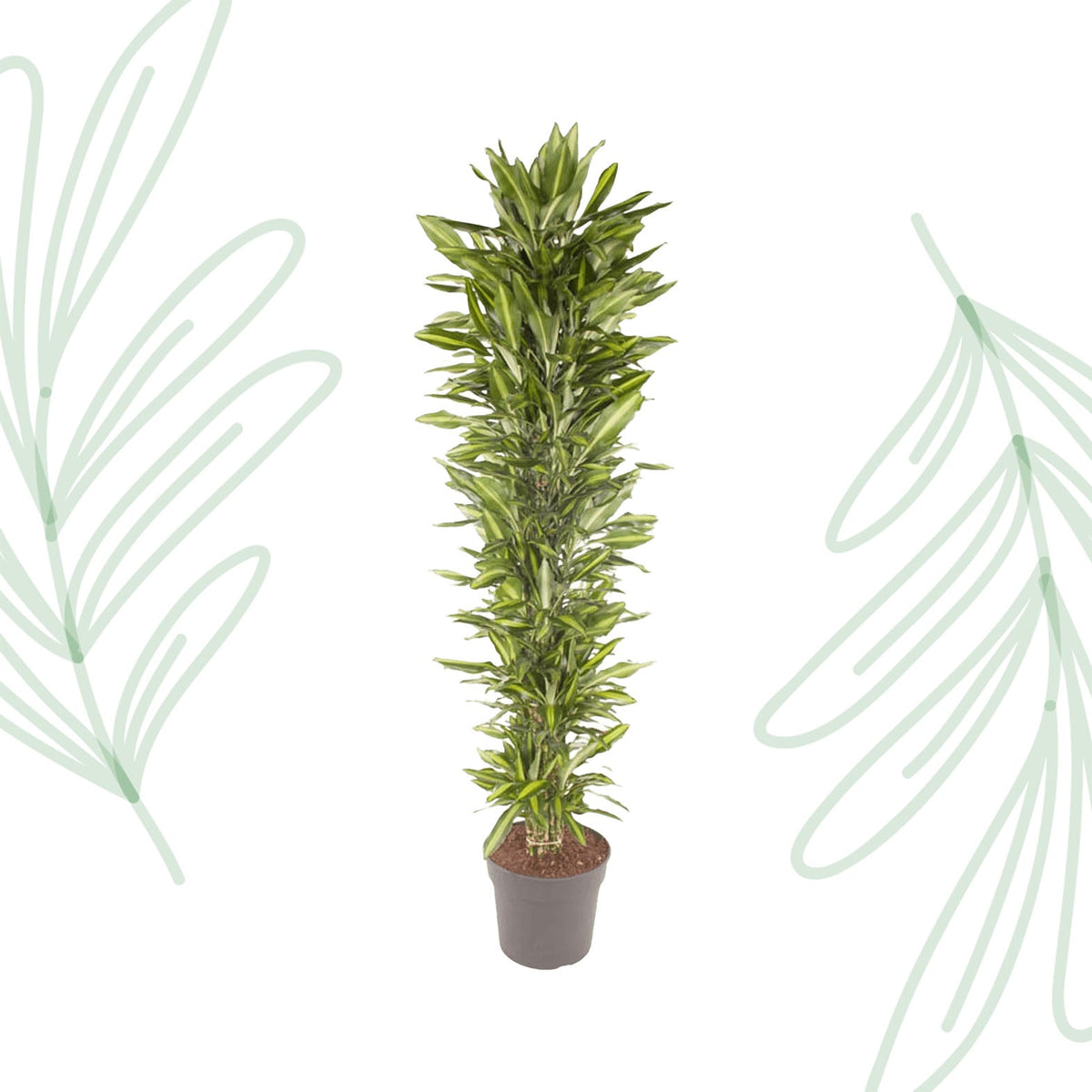 Dracaena Cintho vertakt - 210 cm - Forestbloom