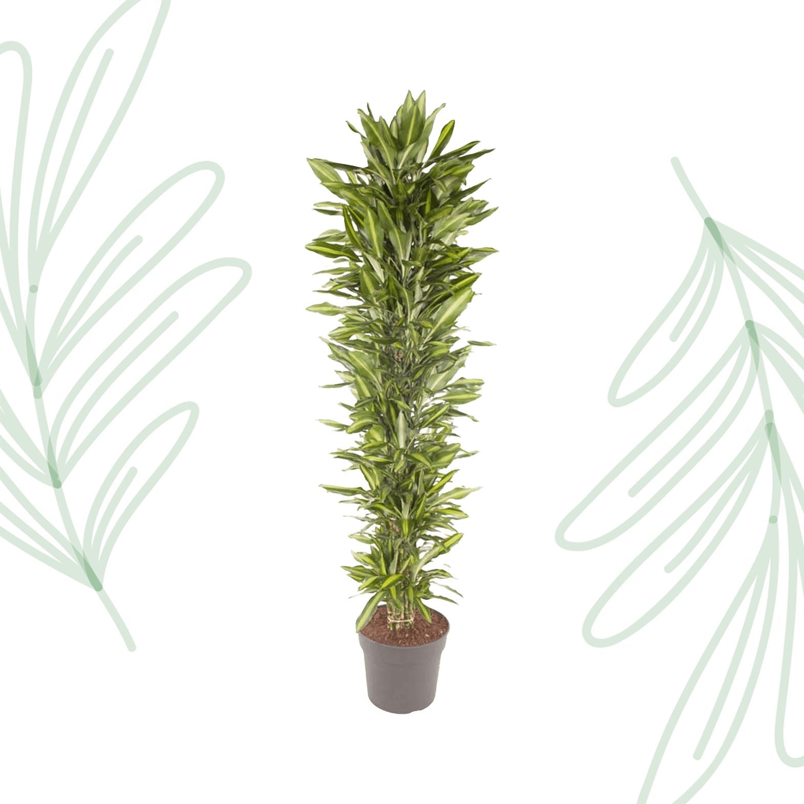 Dracaena Cintho vertakt - 210 cm - Forestbloom