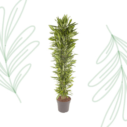 Dracaena Cintho vertakt - 210 cm - Forestbloom