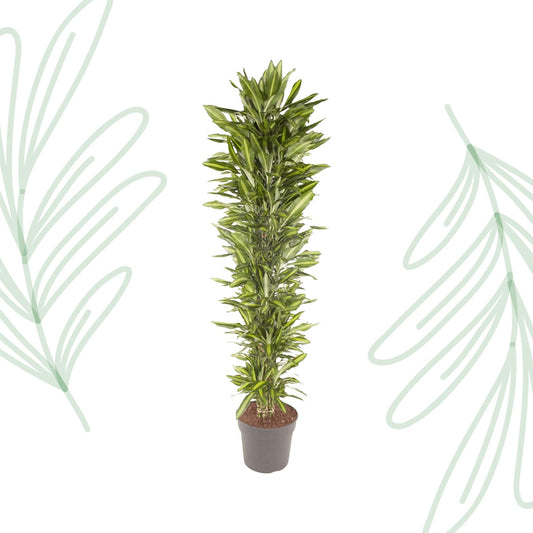 Dracaena Cintho vertakt - 210 cm - Forestbloom