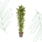 Dracaena Cintho vertakt - 210 cm - Forestbloom