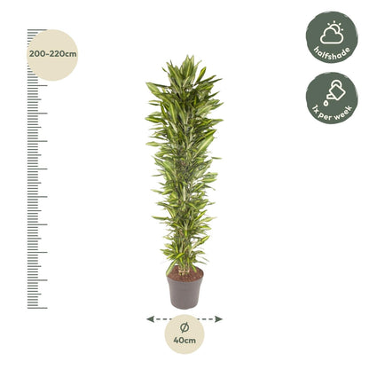 Dracaena Cintho vertakt - 210 cm - Forestbloom