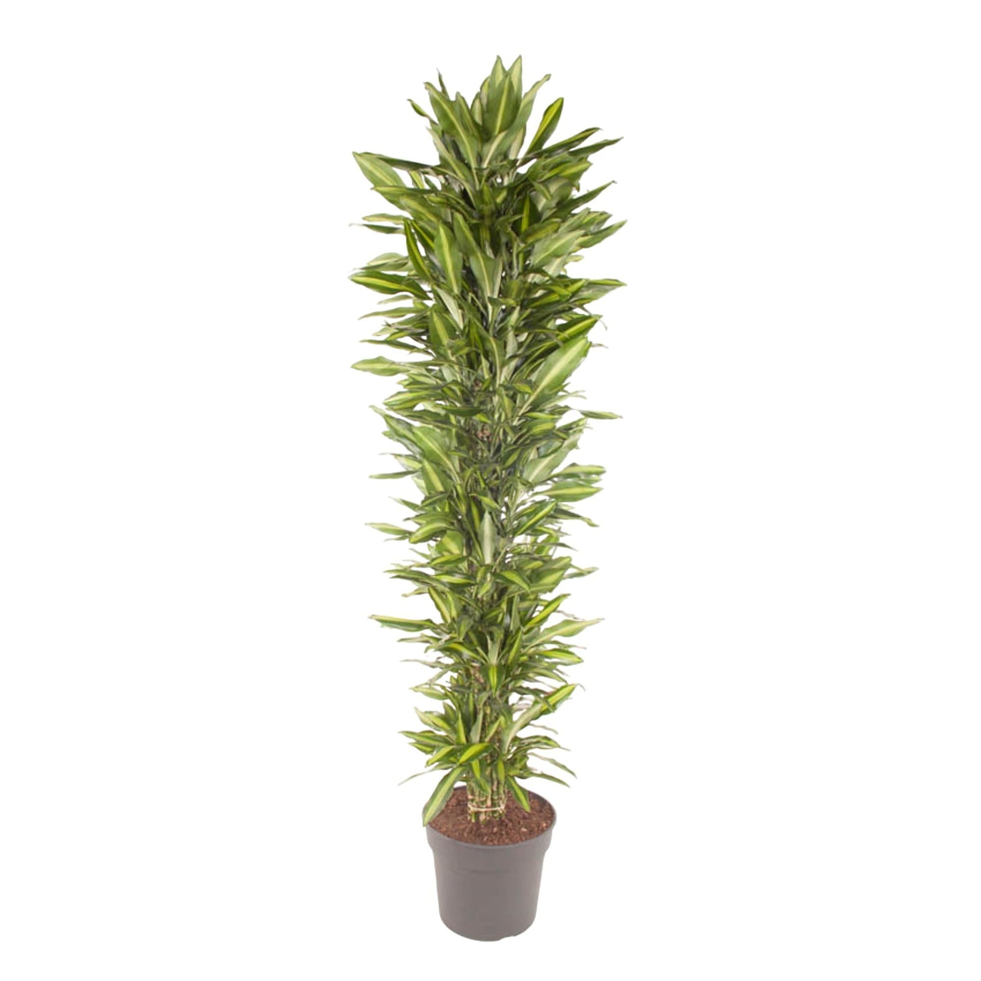 Dracaena Cintho vertakt - 210 cm - Forestbloom
