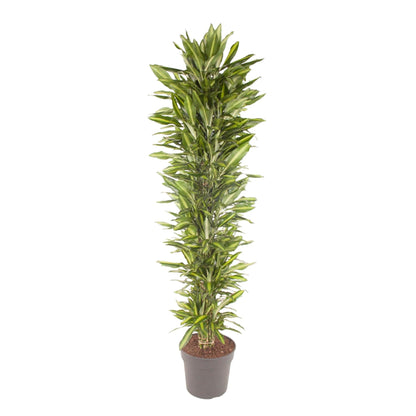 Dracaena Cintho vertakt - 210 cm - Forestbloom