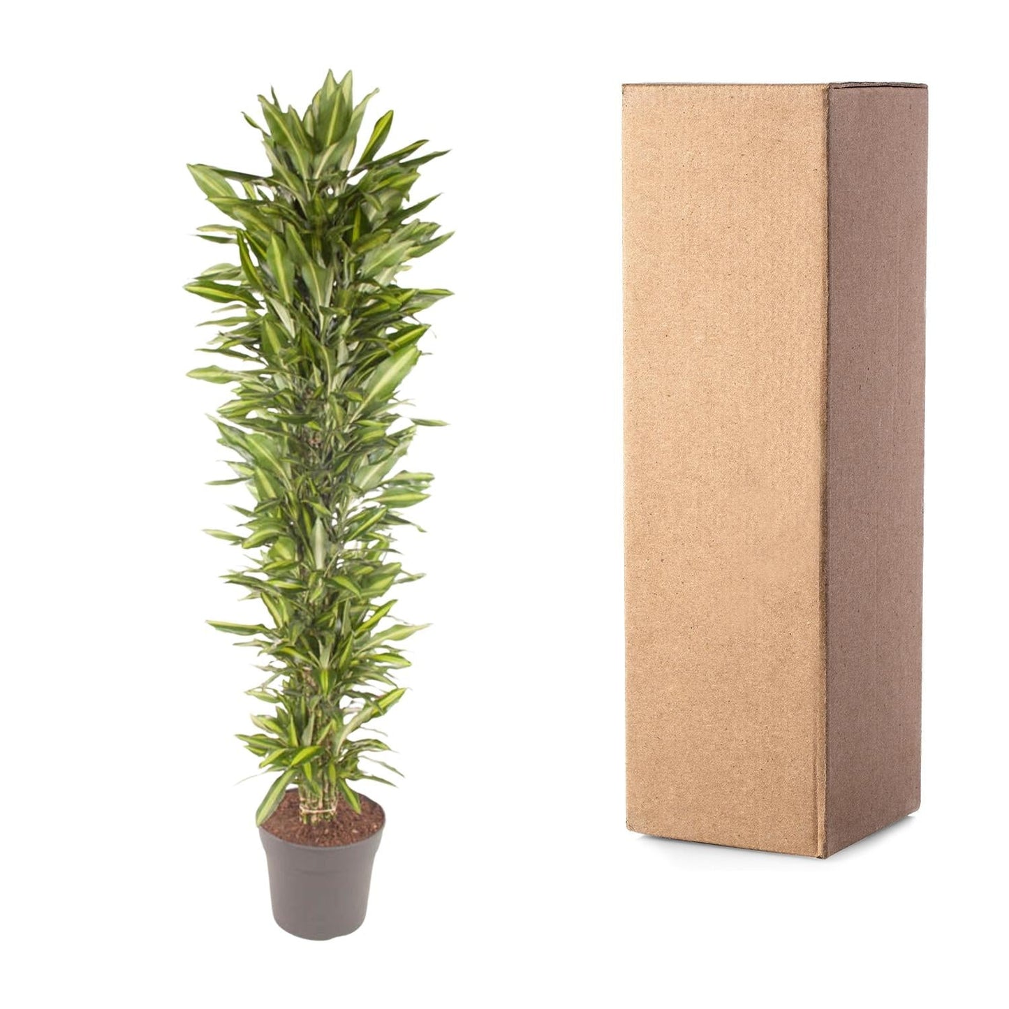 Dracaena Cintho vertakt - 210 cm - Forestbloom