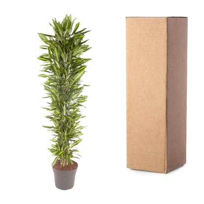Dracaena Cintho vertakt - 210 cm - Forestbloom