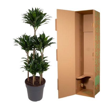 Dracaena Compacta Carrousel - 130 cm - Forestbloom