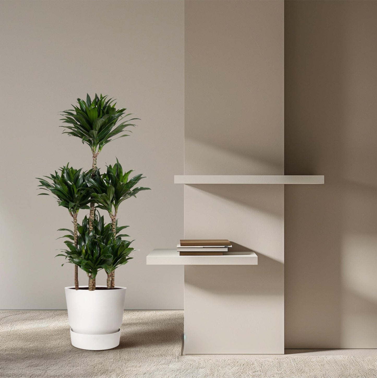 Dracaena Compacta Carrousel - 130 cm - Forestbloom