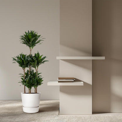 Dracaena Compacta Carrousel - 130 cm - Forestbloom