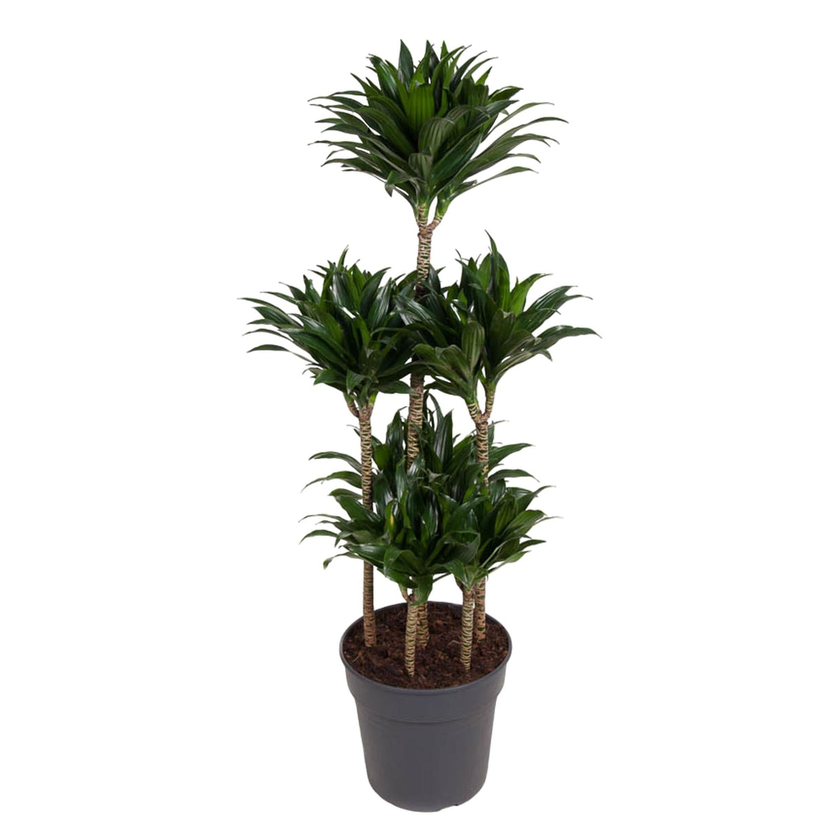 Dracaena Compacta Carrousel - 130 cm - Forestbloom