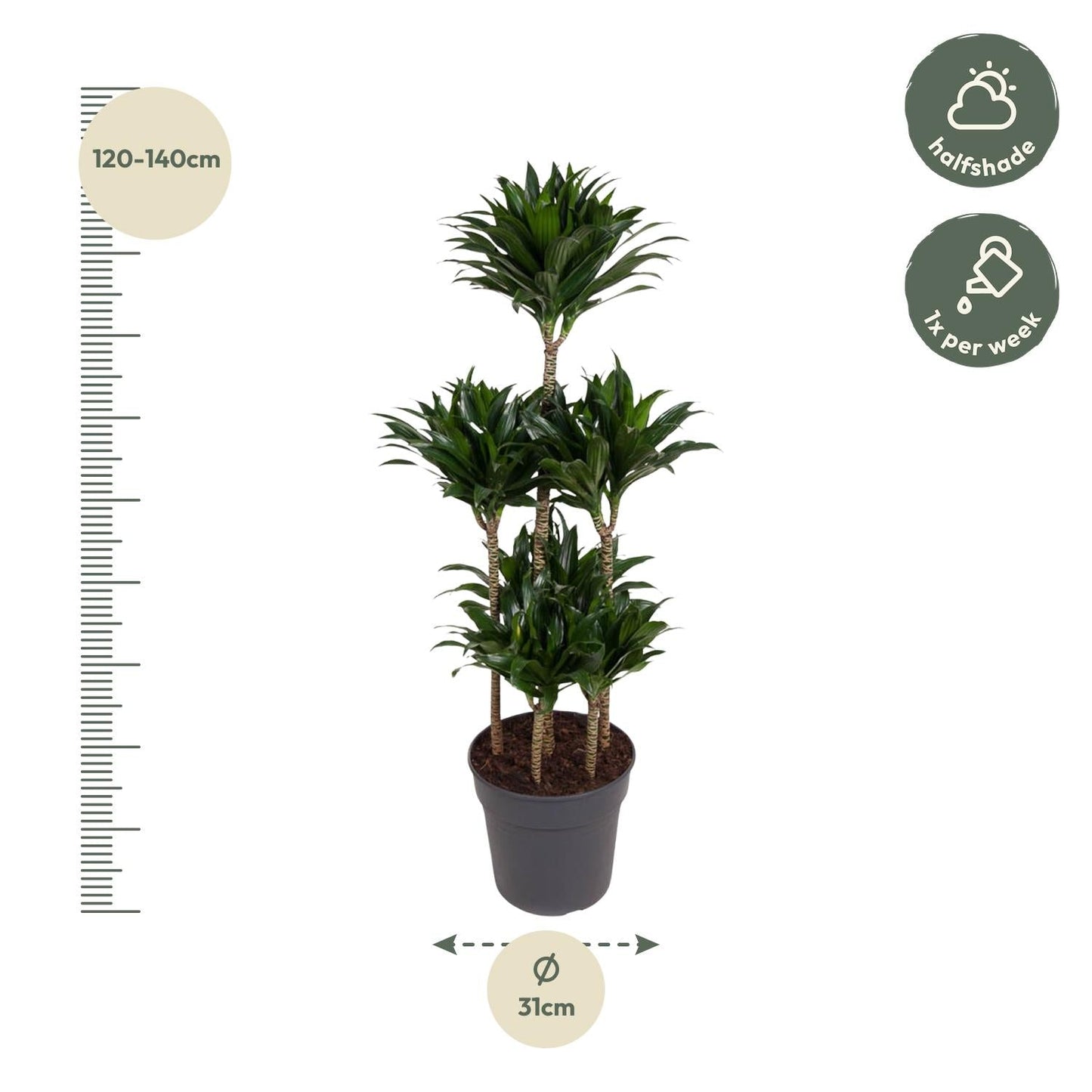 Dracaena Compacta Carrousel - 130 cm - Forestbloom