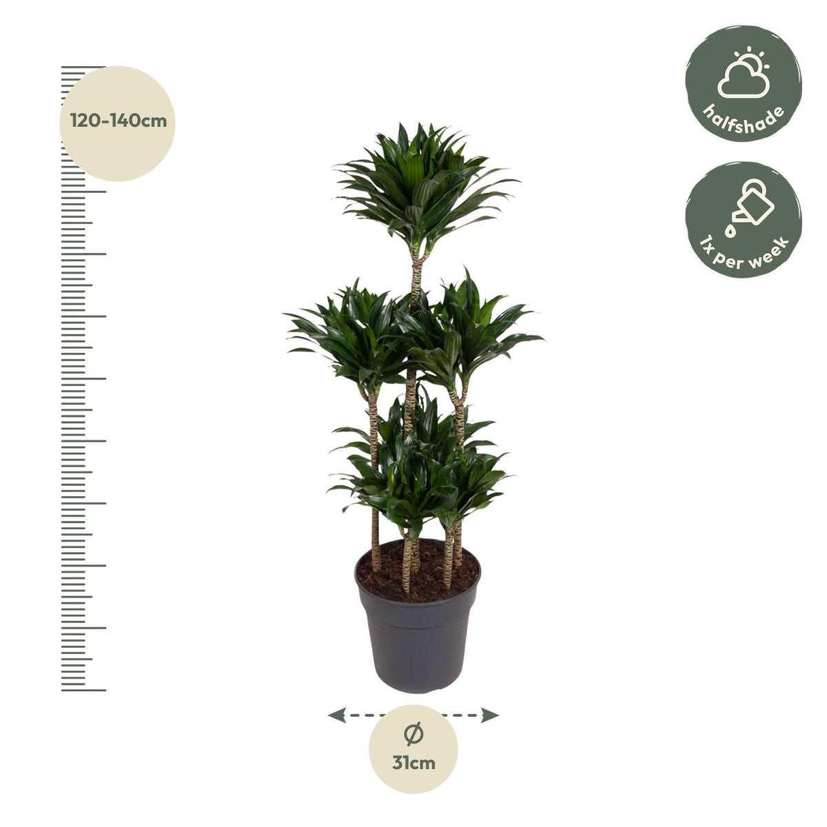 Dracaena Compacta Carrousel - 130 cm - Forestbloom