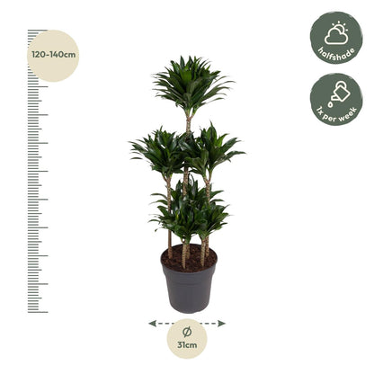 Dracaena Compacta Carrousel - 130 cm - Forestbloom