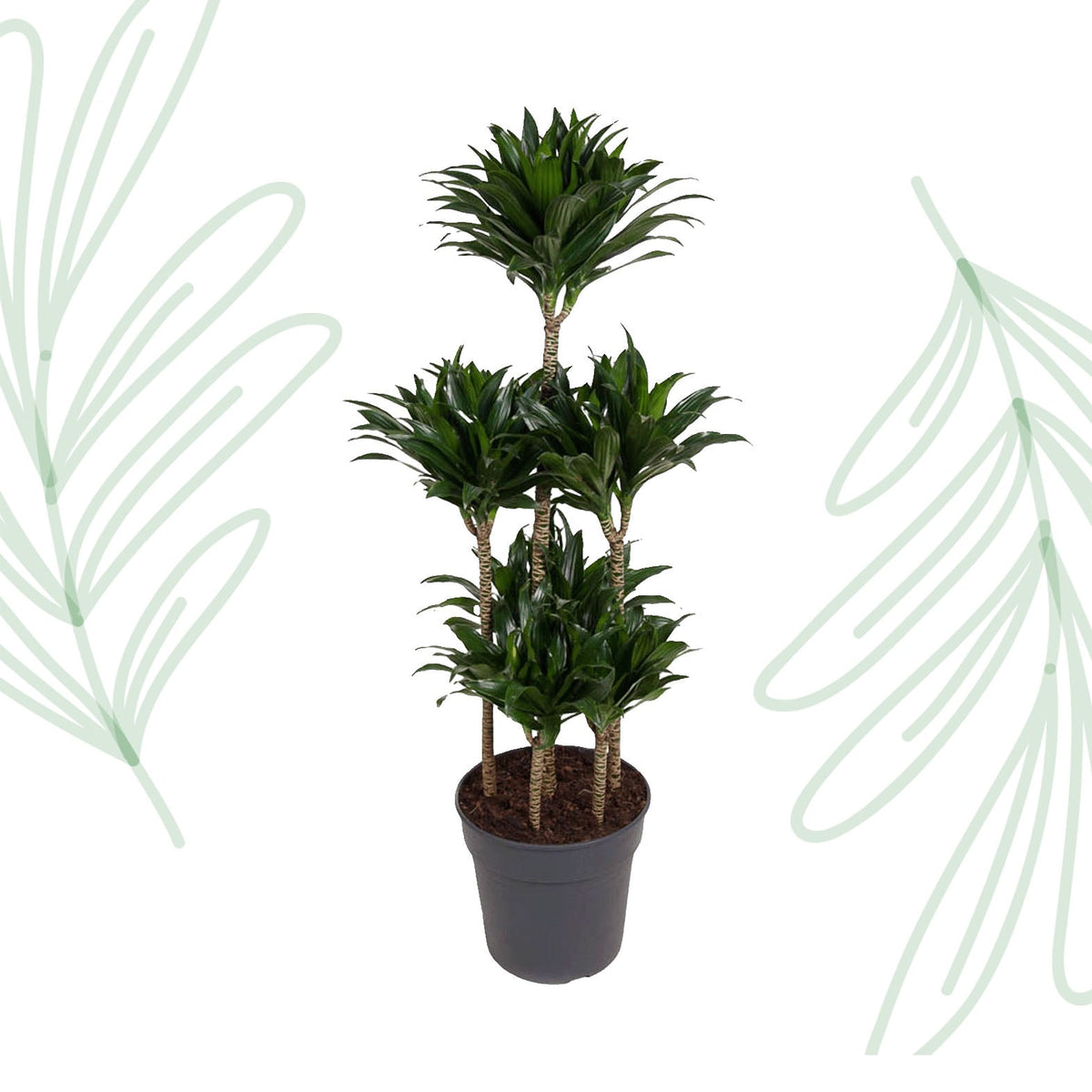 Dracaena Compacta Carrousel - 130 cm - Forestbloom