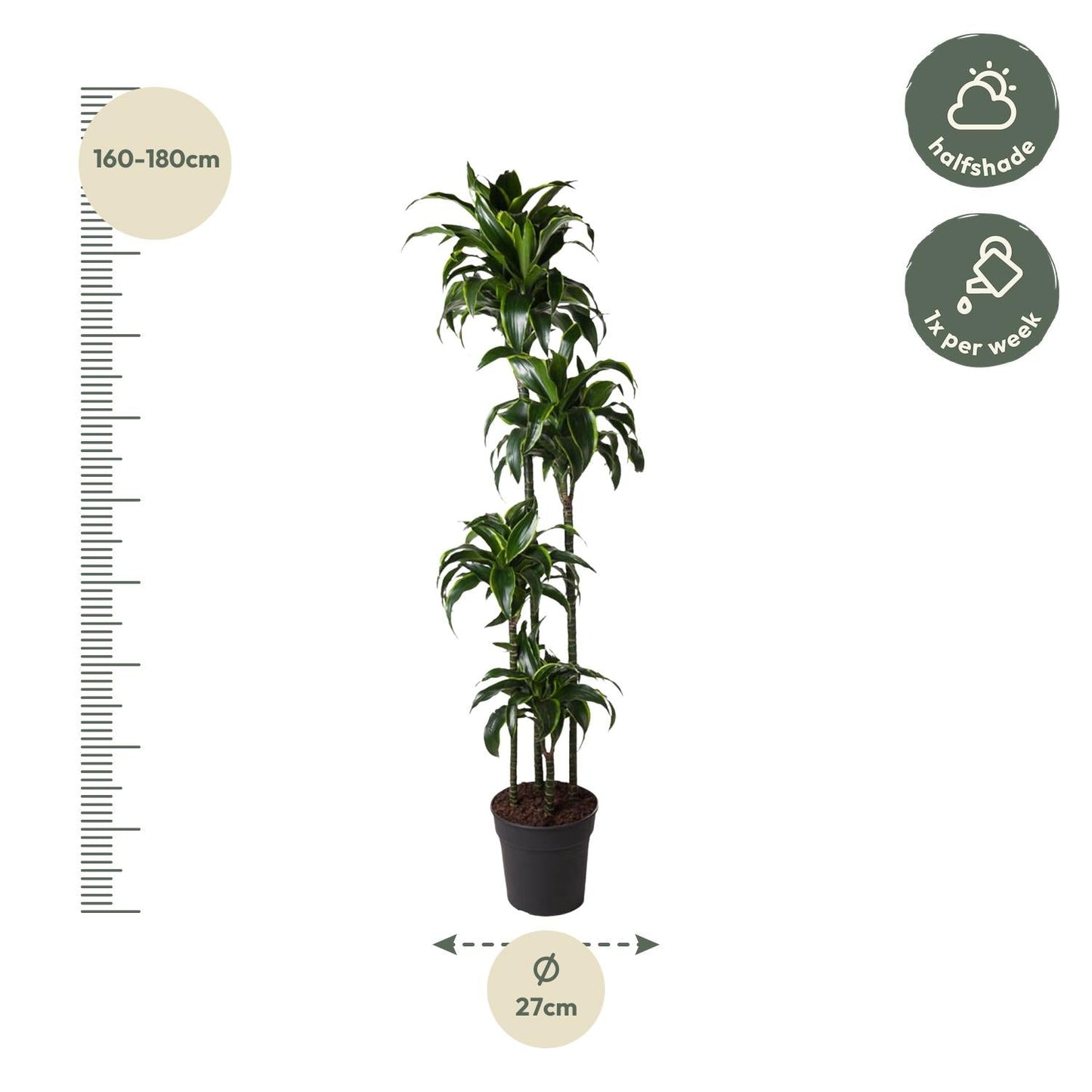 Dracaena Dorado - 170 cm - Forestbloom