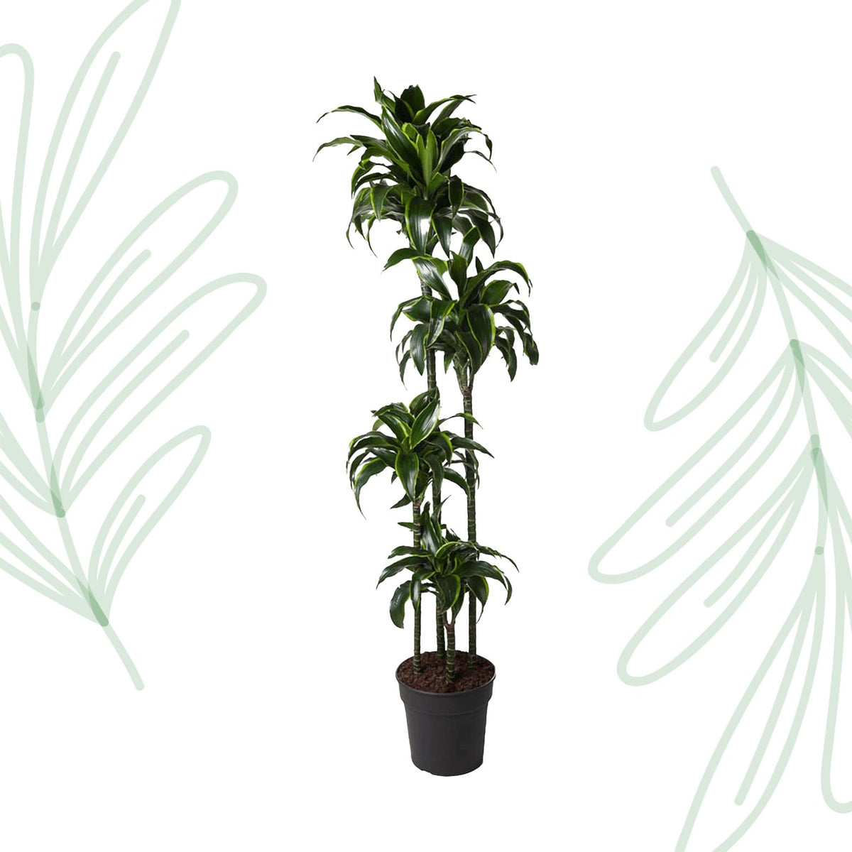 Dracaena Dorado - 170 cm - Forestbloom