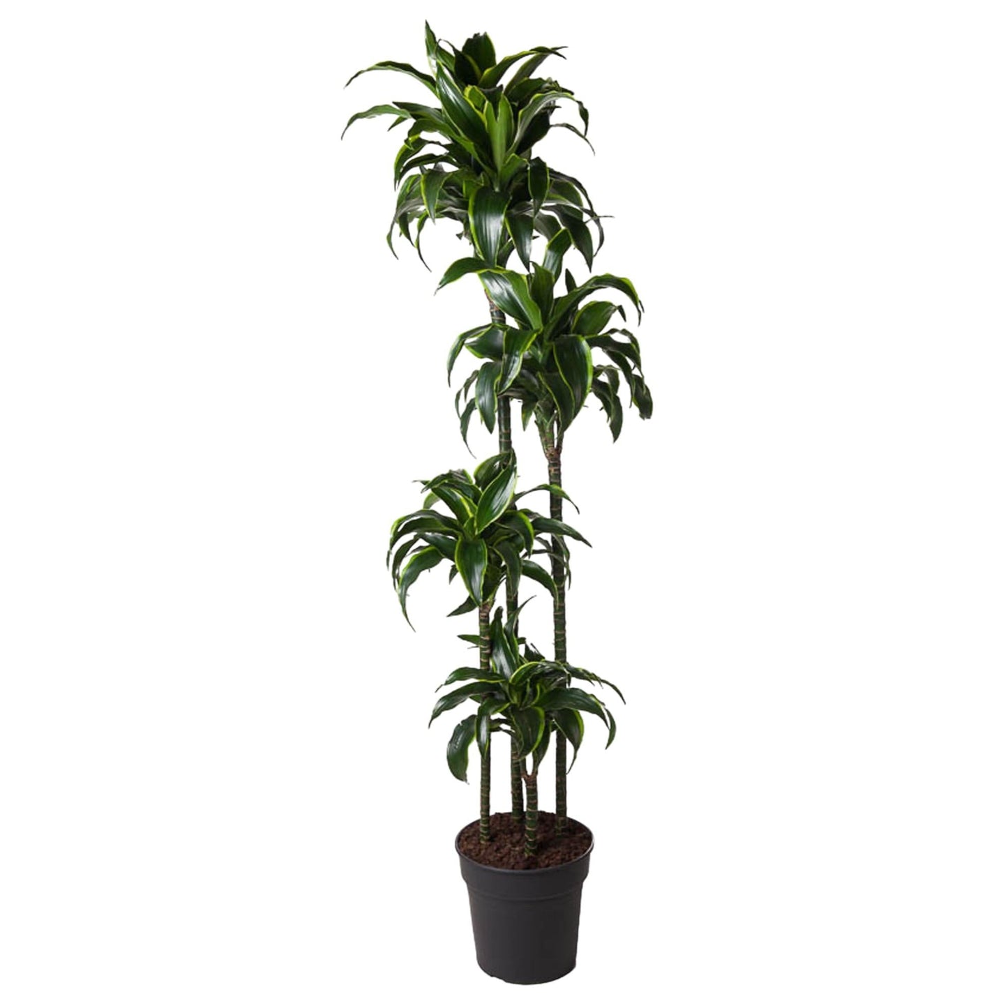 Dracaena Dorado - 170 cm - Forestbloom