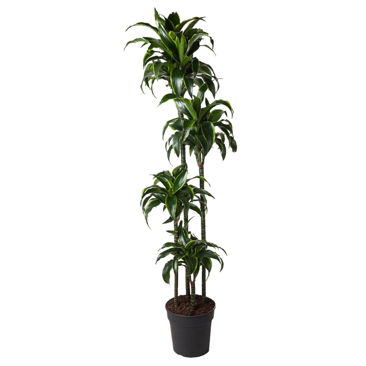 Dracaena Dorado - 170 cm - Forestbloom