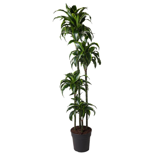 Dracaena Dorado - 170 cm - Forestbloom