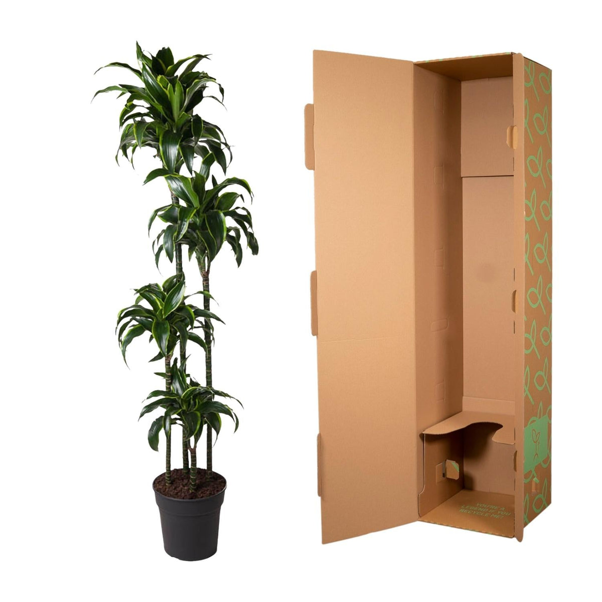 Dracaena Dorado - 170 cm - Forestbloom