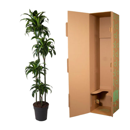Dracaena Dorado - 170 cm - Forestbloom