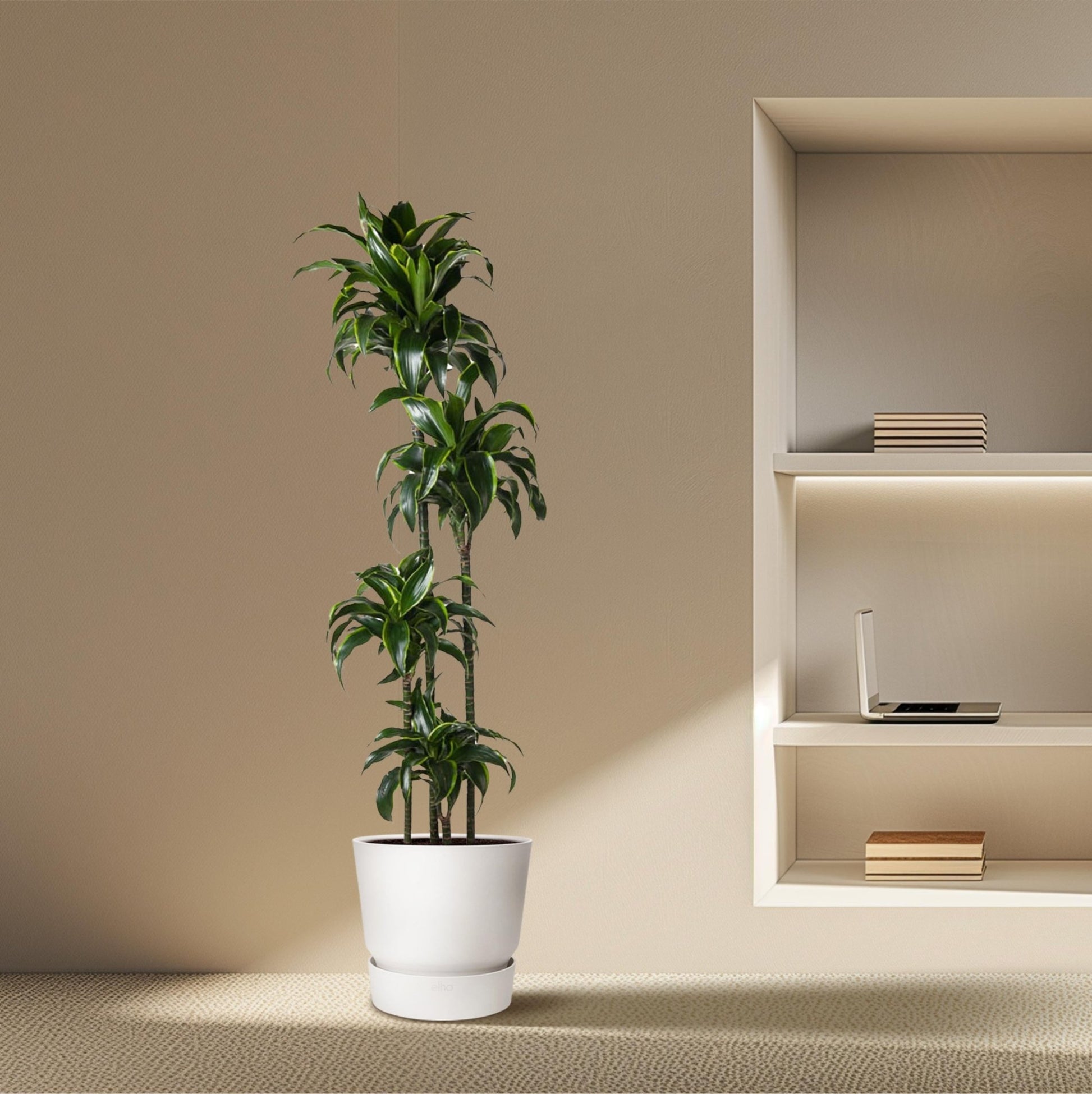 Dracaena Dorado - 170 cm - Forestbloom