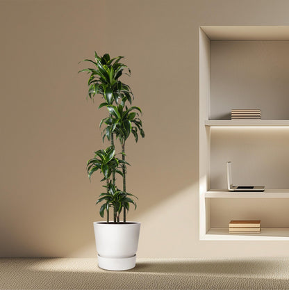 Dracaena Dorado - 170 cm - Forestbloom