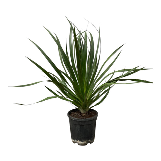 Dracaena Draco - 100 cm - Forestbloom