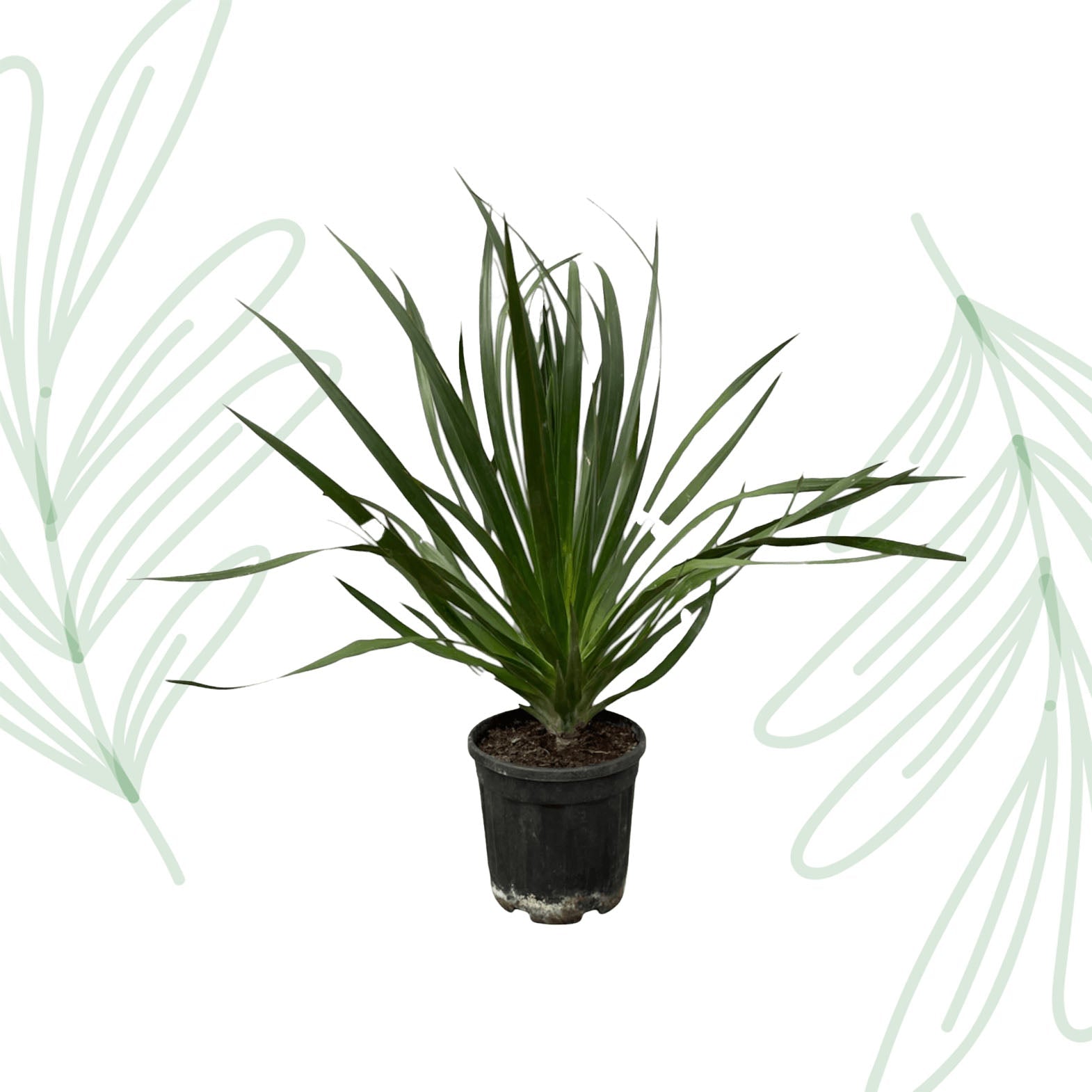 Dracaena Draco - 100 cm - Forestbloom