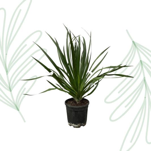 Dracaena Draco - 100 cm - Forestbloom
