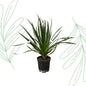 Dracaena Draco - 100 cm - Forestbloom