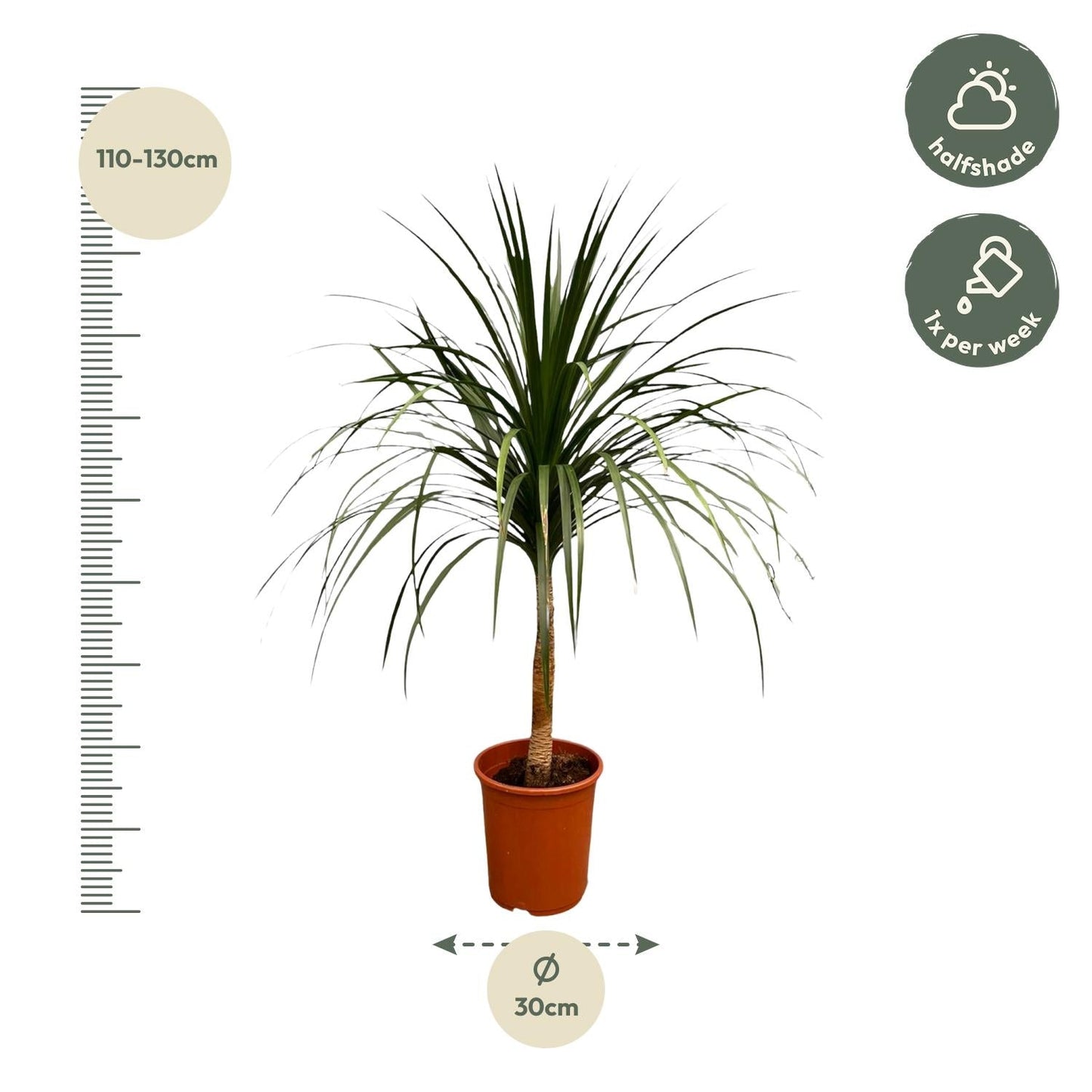 Dracaena Draco - 120 cm - Forestbloom
