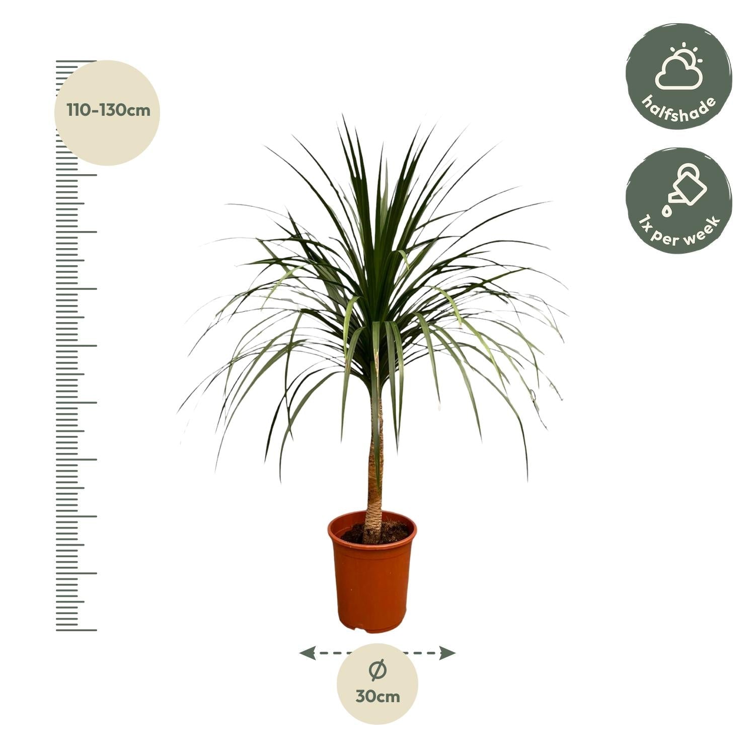 Dracaena Draco - 120 cm - Forestbloom