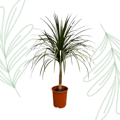 Dracaena Draco - 120 cm - Forestbloom