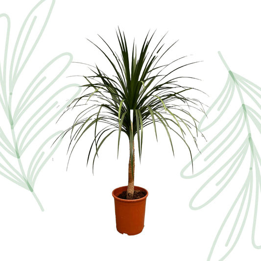 Dracaena Draco - 120 cm - Forestbloom
