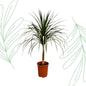 Dracaena Draco - 120 cm - Forestbloom